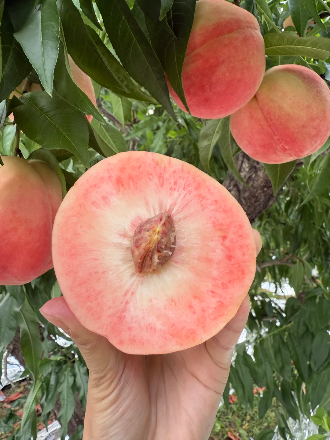 水蜜桃 5kg