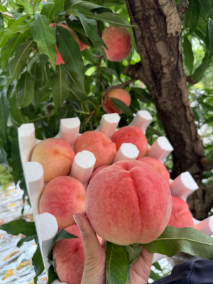 水蜜桃 5kg